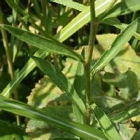 細長葉植物|はなQ 葉っぱ検索 細長型 はっぱを写真で探す草花・樹木の図鑑